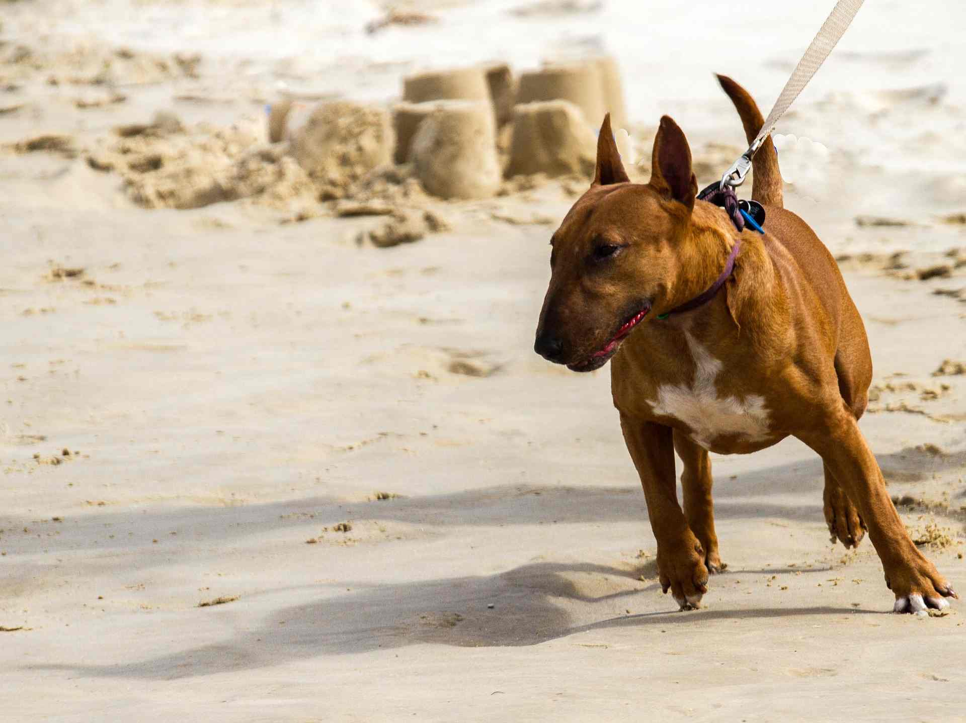 Como adiestrar a un Bull Terrier