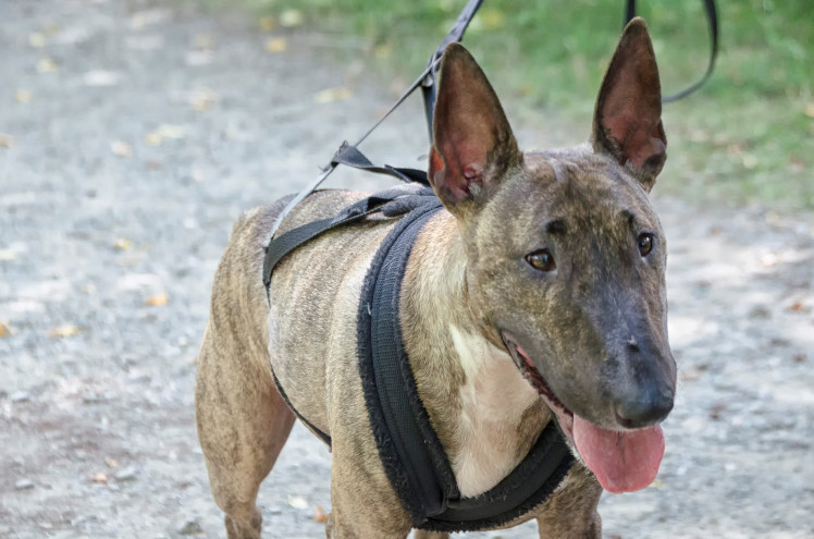 Bull Terrier inglés