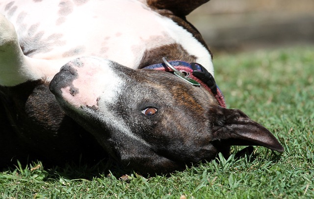 Bullterriers y agility