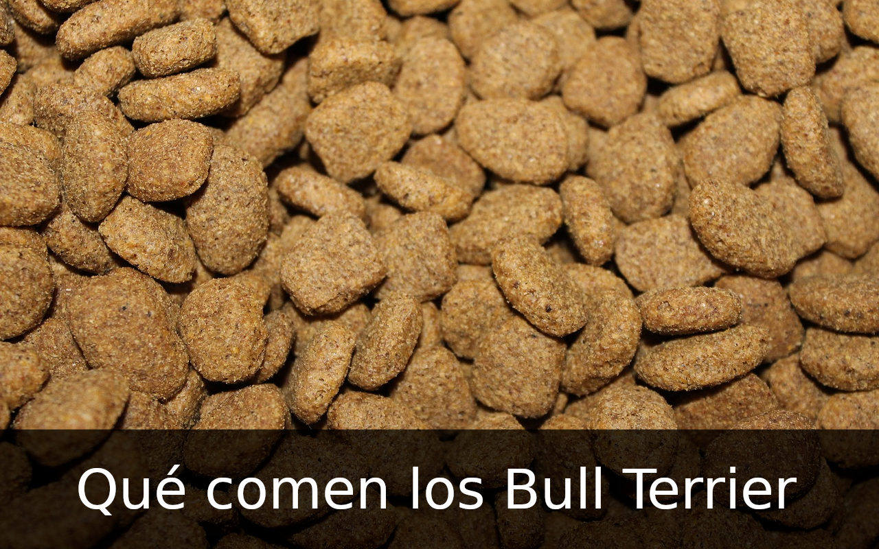 Qué comen los Bull Terrier